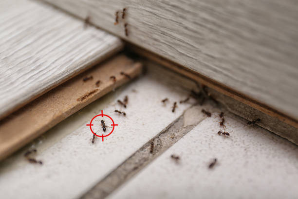 Best Ant Control Services  in Kingsport, TN