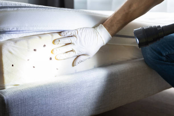 Best Flea Control Services  in Kingsport, TN