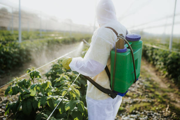 Best Ant Control Services  in Kingsport, TN